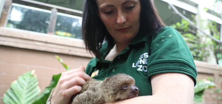 Edward the two-toed sloth snoozes on keeper Kelly-Anne Kelleher at ZSL London Zoo