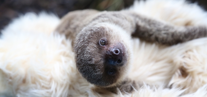 Sloth baby Edward at ZSL London Zoo