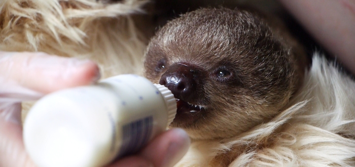 Sloth baby Edward being bottle fed at ZSL London Zoo