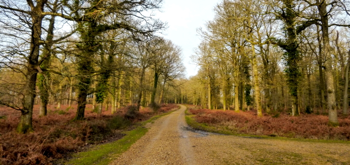 A New Forest scene. Photograph by Graham Soult